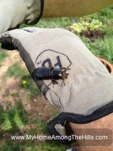 Big black beetle