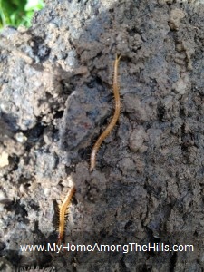 Long Brown Centipede