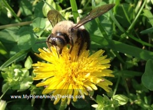 My bumblebee