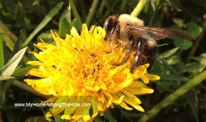 My bumblebee