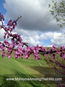 Redbud tree in the mountains