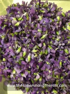 Wild violet blossoms for jelly