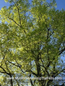 Beautiful tree in early leaf