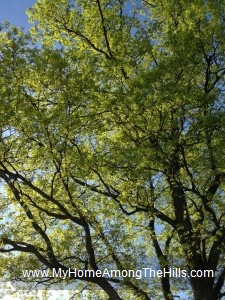 Beautiful tree in early leaf