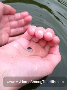 Tadpoles!