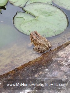 Mrs Frog
