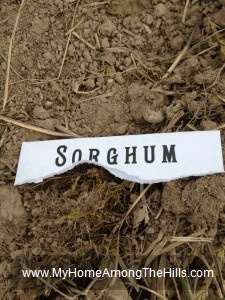 Planting sorghum