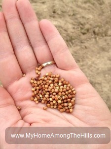 Sorghum seed
