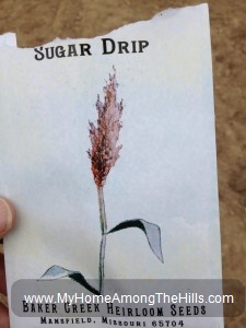 Planting sorghum