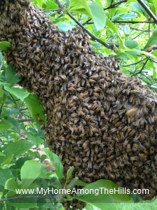 Swarm of honeybees!