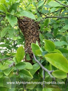 Swarm of honeybees!