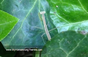 Baby praying mantis