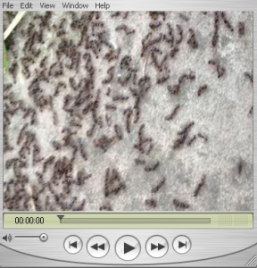 Ants video
