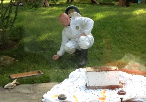 Catching a swarm of bees!