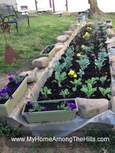 Backyard garden