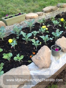 Backyard garden