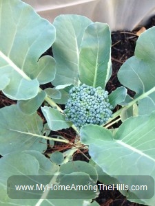 Growing broccoli!