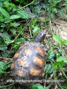 Eastern Box Turtle