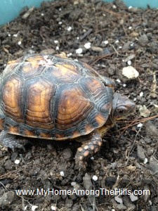 Eastern Box Turtle