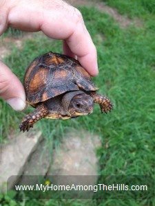 Eastern Box Turtle