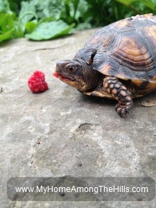 Eastern Box Turtle eating a raspberry
