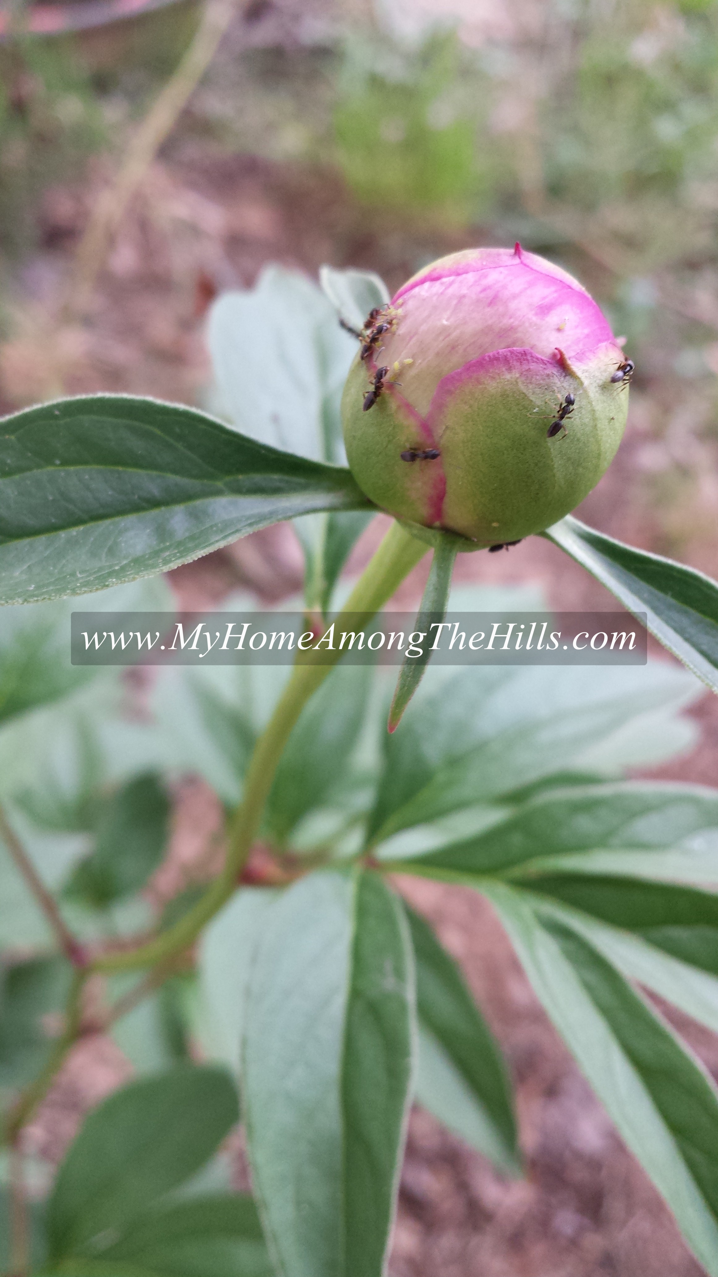 Peonies and Ants My Home Among The Hills