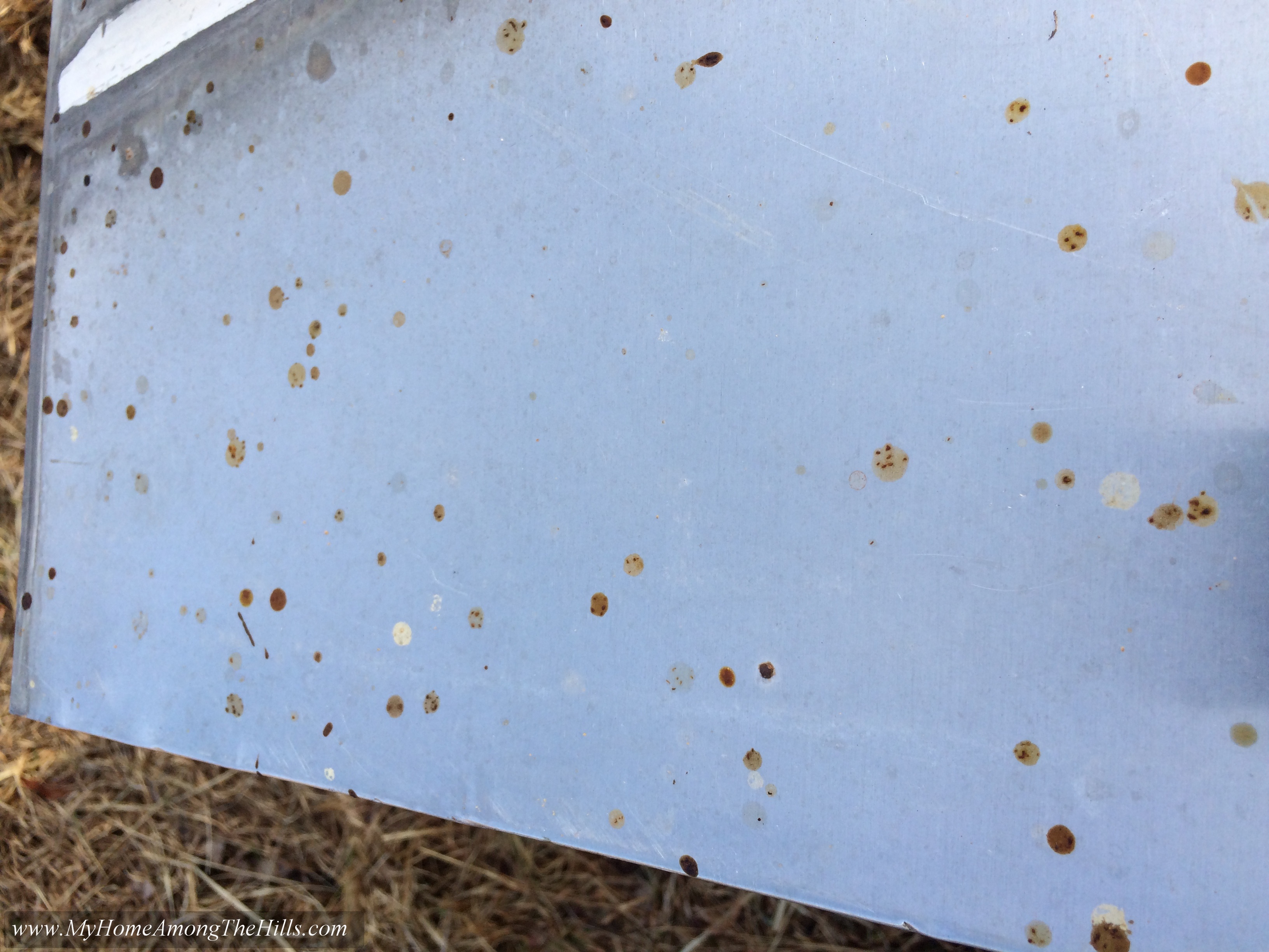 Bees My Home Among The Hills